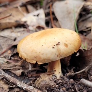 zz agaric (stem; gills not white/cream) at Carwoola, NSW - 5 Jul 2022