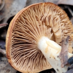 zz agaric (stem; gills not white/cream) at Carwoola, NSW - 5 Jul 2022