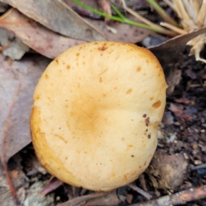 zz agaric (stem; gills not white/cream) at Carwoola, NSW - 5 Jul 2022 02:41 PM