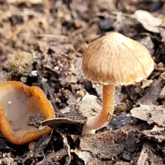 Inocybe sp. (Inocybe) at Carwoola, NSW - 5 Jul 2022 by trevorpreston