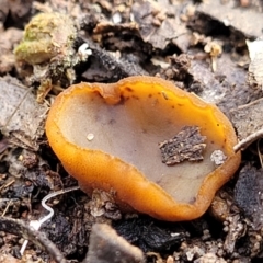 Aleurina ferruginea (Fleshy Cup Fungus) at Carwoola, NSW - 5 Jul 2022 by trevorpreston