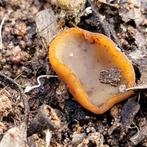 Aleurina ferruginea at Carwoola, NSW - 5 Jul 2022 02:36 PM