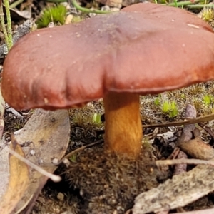 zz agaric (stem; gills not white/cream) at Carwoola, NSW - 5 Jul 2022 02:36 PM