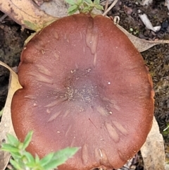 zz agaric (stem; gills not white/cream) at Carwoola, NSW - 5 Jul 2022 02:36 PM