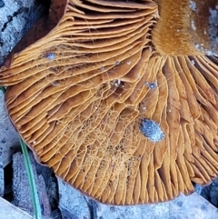 zz agaric (stem; gills not white/cream) at Carwoola, NSW - 5 Jul 2022 02:36 PM