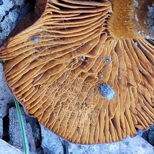 zz agaric (stem; gills not white/cream) at Carwoola, NSW - 5 Jul 2022 02:36 PM