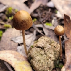 zz agaric (stem; gills not white/cream) at Carwoola, NSW - 5 Jul 2022 by trevorpreston