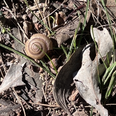 Meridolum sp. at Warrumbungle, NSW - 22 Jun 2022 by Kazgood