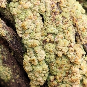 Lichen - crustose at Carwoola, NSW - 5 Jul 2022