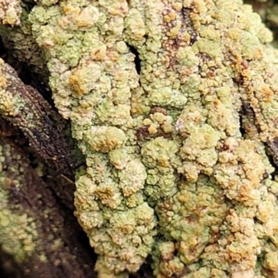 Lichen - crustose at Stony Creek Nature Reserve - 5 Jul 2022 by trevorpreston