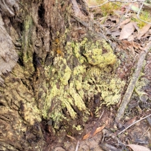 Lichen - crustose at Carwoola, NSW - 5 Jul 2022