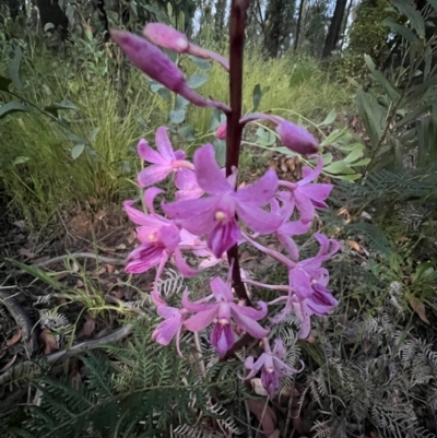 Dipodium roseum (Rosy Hyacinth Orchid) at Wingello, NSW - 3 Jan 2022 by Kazgood