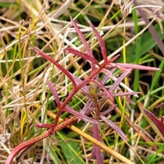 Haloragis heterophylla (Variable Raspwort) at Carwoola, NSW - 5 Jul 2022 by trevorpreston