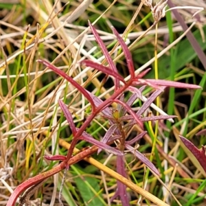 Haloragis heterophylla at Carwoola, NSW - 5 Jul 2022