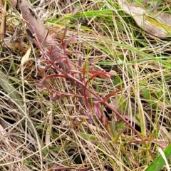 Haloragis heterophylla at Carwoola, NSW - 5 Jul 2022