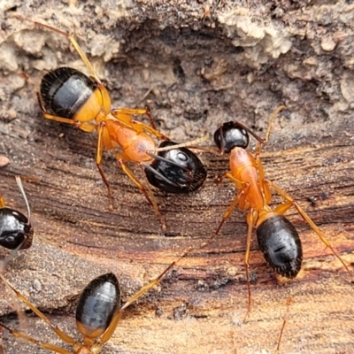 Camponotus consobrinus (Banded sugar ant) at Carwoola, NSW - 5 Jul 2022 by trevorpreston