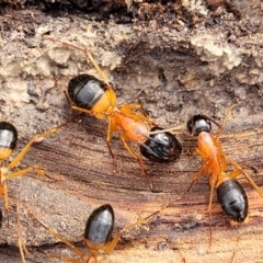 Camponotus consobrinus at Carwoola, NSW - 5 Jul 2022