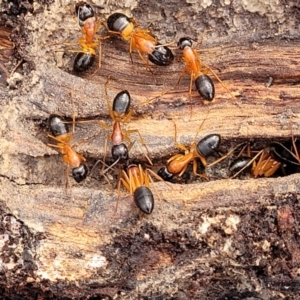 Camponotus consobrinus at Carwoola, NSW - 5 Jul 2022