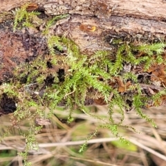 Unidentified Moss, Liverwort or Hornwort at Carwoola, NSW - 5 Jul 2022 by trevorpreston