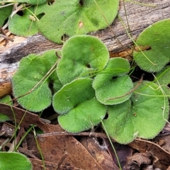 Dichondra repens (Kidney Weed) at Stony Creek Nature Reserve - 5 Jul 2022 by trevorpreston