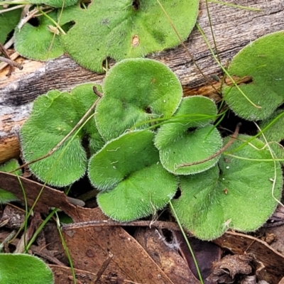 Dichondra repens (Kidney Weed) at Stony Creek Nature Reserve - 5 Jul 2022 by trevorpreston
