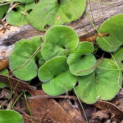 Dichondra repens (Kidney Weed) at Carwoola, NSW - 5 Jul 2022 by trevorpreston