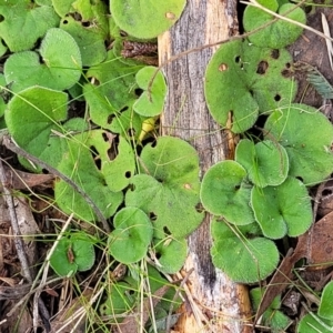 Dichondra repens at Carwoola, NSW - 5 Jul 2022