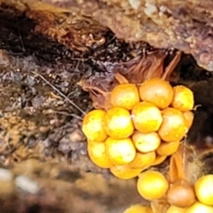 Trichiales (Order) at Stony Creek Nature Reserve - 5 Jul 2022 by trevorpreston