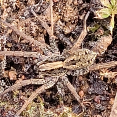 Lycosidae (family) (Wolf spider) at Carwoola, NSW - 5 Jul 2022 by trevorpreston