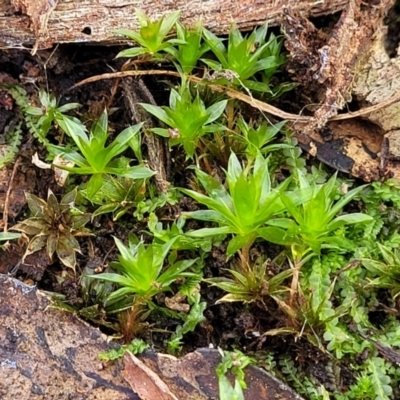 Unidentified Moss, Liverwort or Hornwort at Carwoola, NSW - 5 Jul 2022 by trevorpreston