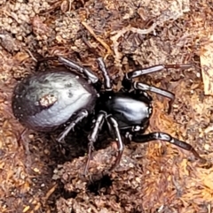 Storosa obscura (Dark Storosa) at Carwoola, NSW - 5 Jul 2022 by trevorpreston