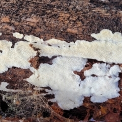 zz flat polypore - white(ish) at Stony Creek Nature Reserve - 5 Jul 2022 by trevorpreston