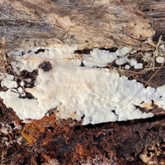 zz flat polypore - white(ish) at Carwoola, NSW - 5 Jul 2022 02:04 PM