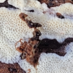 zz flat polypore - white(ish) at Carwoola, NSW - 5 Jul 2022 02:04 PM