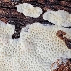 zz flat polypore - white(ish) at Carwoola, NSW - 5 Jul 2022 02:04 PM