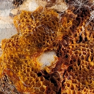 zz flat polypore - not white(ish) at Stony Creek Nature Reserve - 5 Jul 2022 by trevorpreston