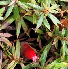 Styphelia humifusum (Cranberry Heath) at Stony Creek Nature Reserve - 5 Jul 2022 by trevorpreston