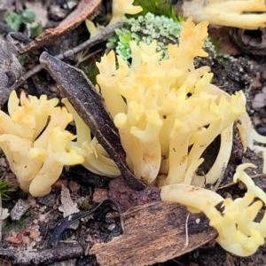 Ramaria sp. at Carwoola, NSW - 5 Jul 2022 01:58 PM