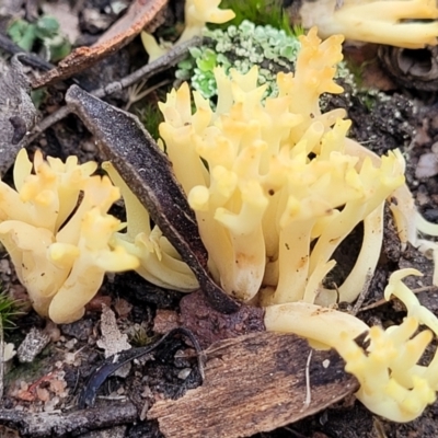 Ramaria sp. (A Coral fungus) at Stony Creek Nature Reserve - 5 Jul 2022 by trevorpreston