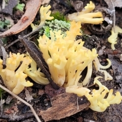 Ramaria sp. at Carwoola, NSW - 5 Jul 2022 01:58 PM