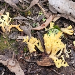 Ramaria sp. at Carwoola, NSW - 5 Jul 2022 01:58 PM