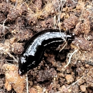 Parakontikia atrata at Carwoola, NSW - 5 Jul 2022 01:55 PM