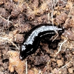 Parakontikia atrata at Carwoola, NSW - 5 Jul 2022 01:55 PM