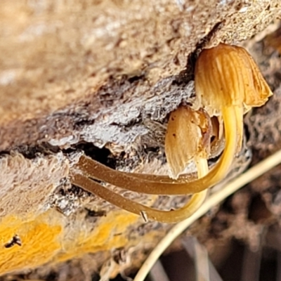 zz agaric (stem; gills white/cream) at Stony Creek Nature Reserve - 5 Jul 2022 by trevorpreston