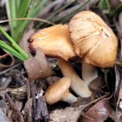 Cortinarius sp. (Cortinarius) at Carwoola, NSW - 5 Jul 2022 by trevorpreston