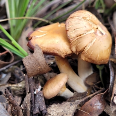 Cortinarius sp. at Carwoola, NSW - 5 Jul 2022 by trevorpreston