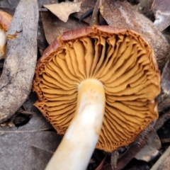 Cortinarius sp. at Carwoola, NSW - 5 Jul 2022