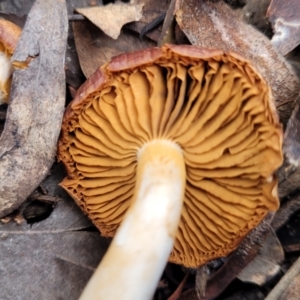 Cortinarius sp. at Carwoola, NSW - 5 Jul 2022 01:53 PM