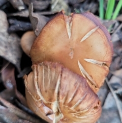 Cortinarius sp. at Carwoola, NSW - 5 Jul 2022 01:53 PM