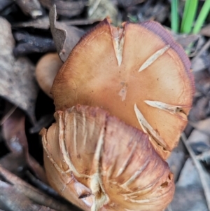 Cortinarius sp. at Carwoola, NSW - 5 Jul 2022